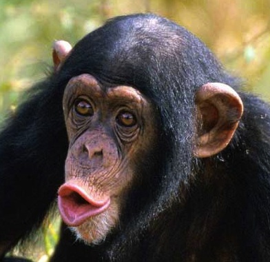 Chimpanzé