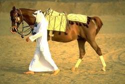 emirats-arabes-unis-balade-a-dos-cheval